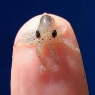 Profile image of 문어