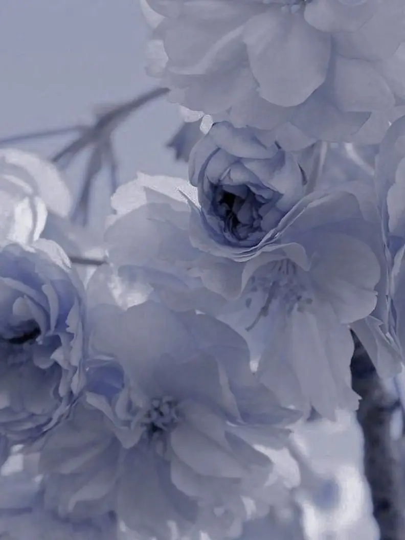 miougi_910의 お隣のショタ星導くん