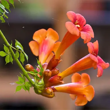 Profile image of 덕개