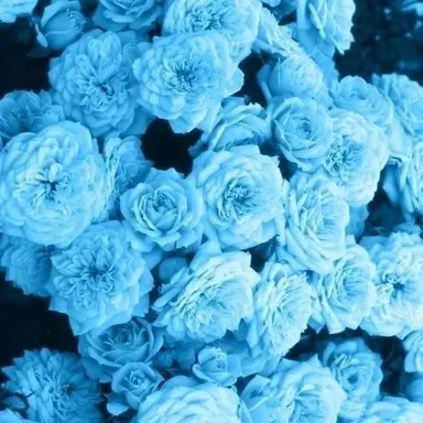 Profile image of 잠뜰