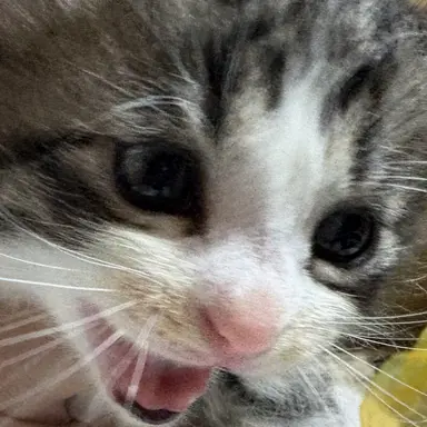 Profile image of セシリア