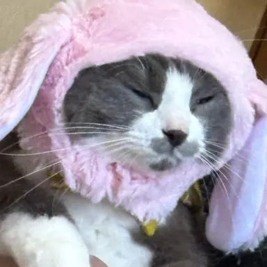 Profile image of アリス