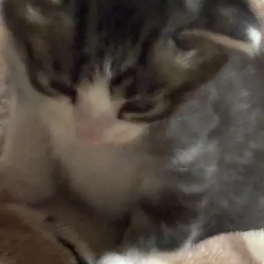 Profile image of リアム