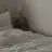 제스퍼