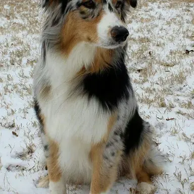 Profile image of Juniper