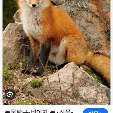Profile image of 여우