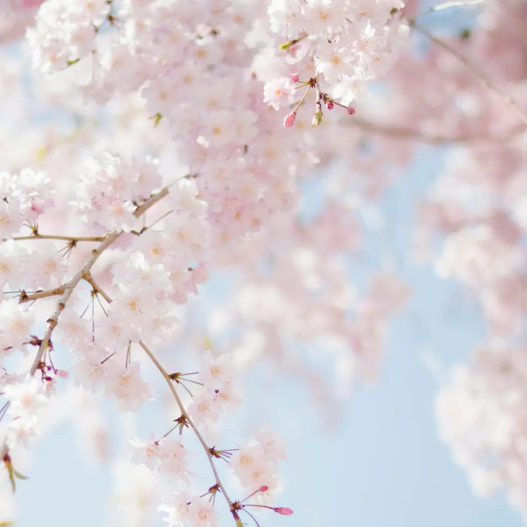 LovingSun5773의 벗꽃이 휘날리며~~~