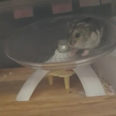 Profile image of 캄캄이