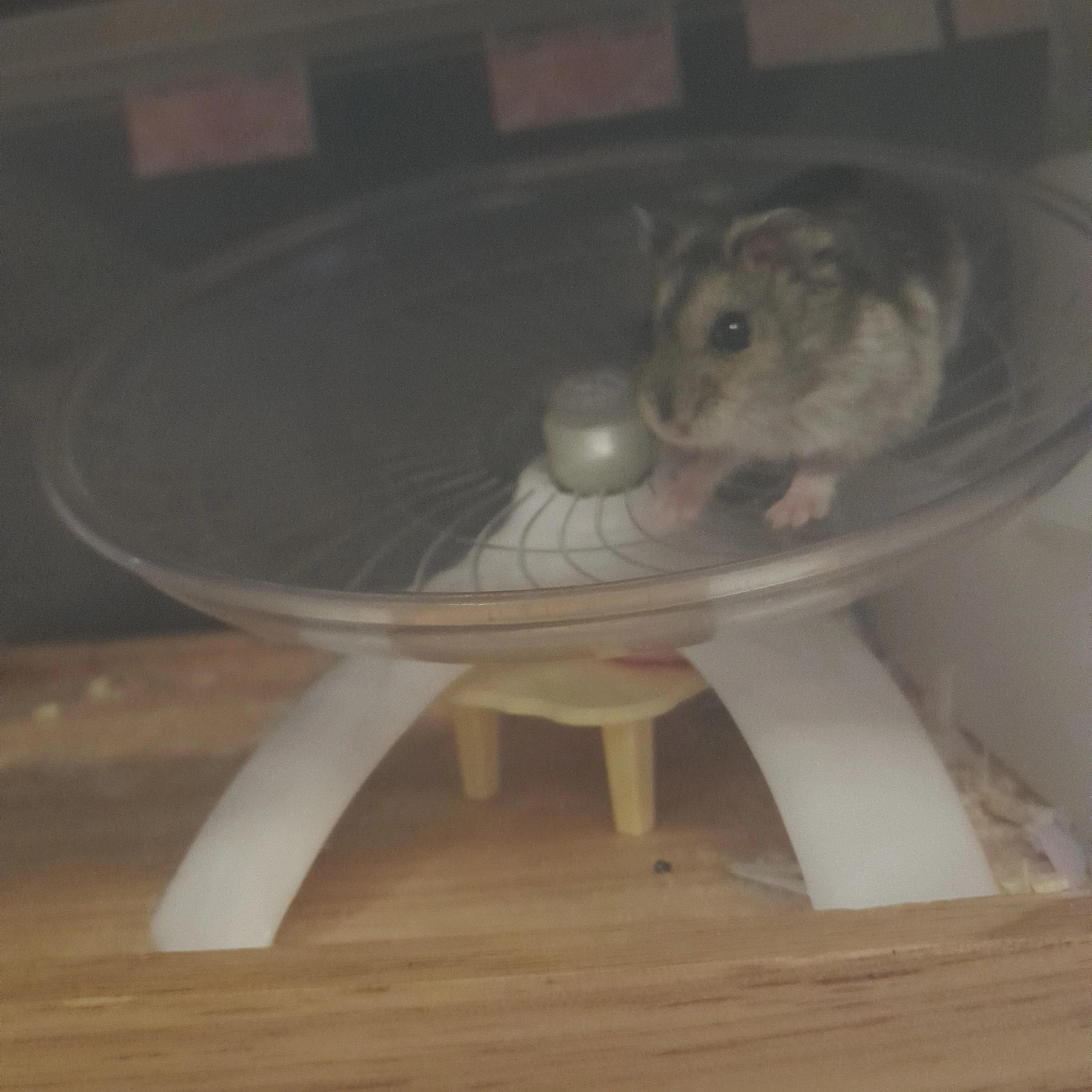 캄캄이
