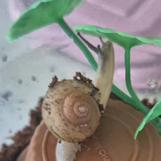 푸키