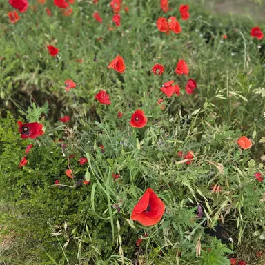 Profile image of 해린