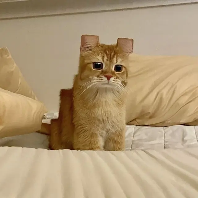 DeafLoris4423의 나사 빠진 고양이