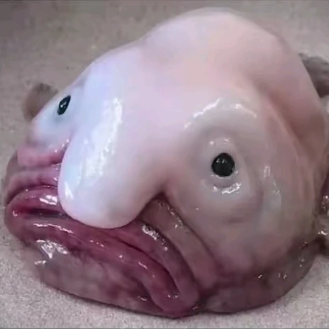여우