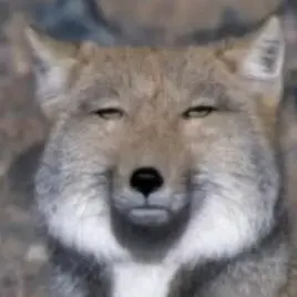 Profile image of 여우