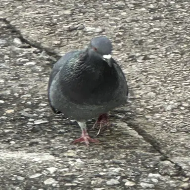 Profile image of 비둘기