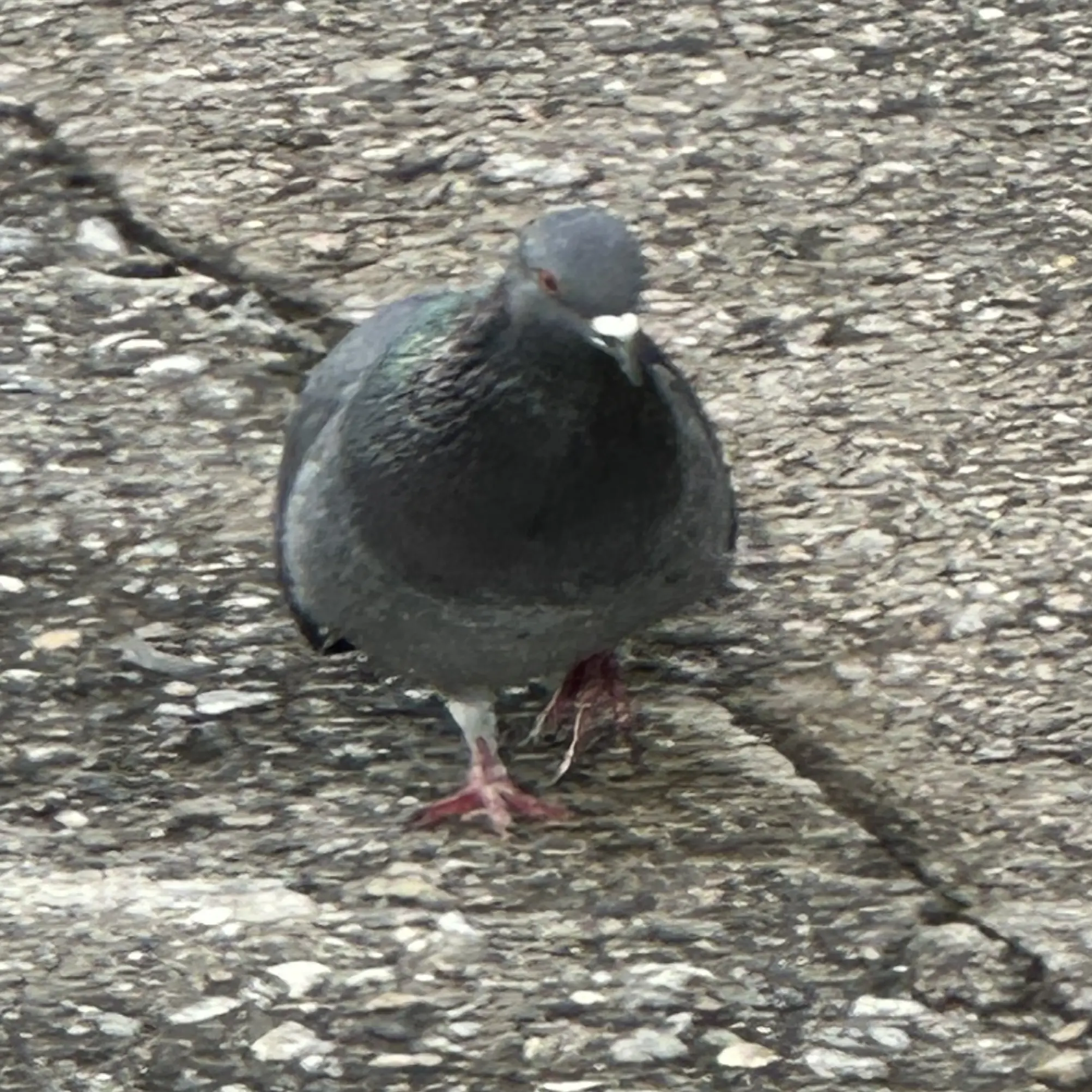 forsaken-official의 비둘기