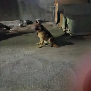 Profile image of 쫑이