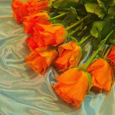 Profile image of 코마