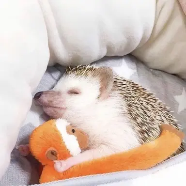 Profile image of ディノ
