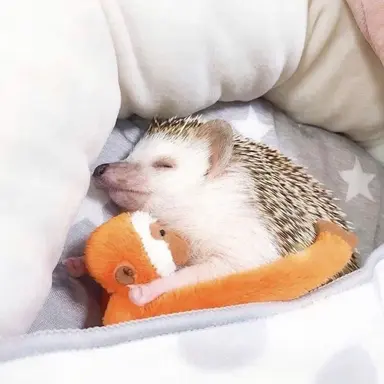 Profile image of ディノ