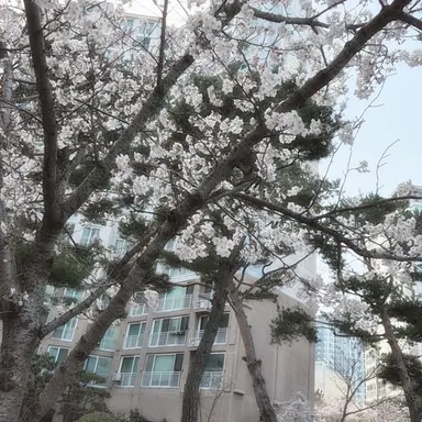 Profile image of 한노아