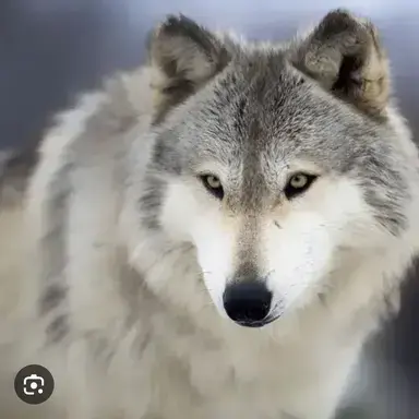 Profile image of 늑대