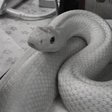 Profile image of Vito
