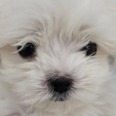 Profile image of 콩이 칸쵸