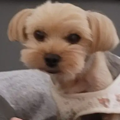 Profile image of 라떼 베리 카누