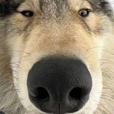 Profile image of 김늑대