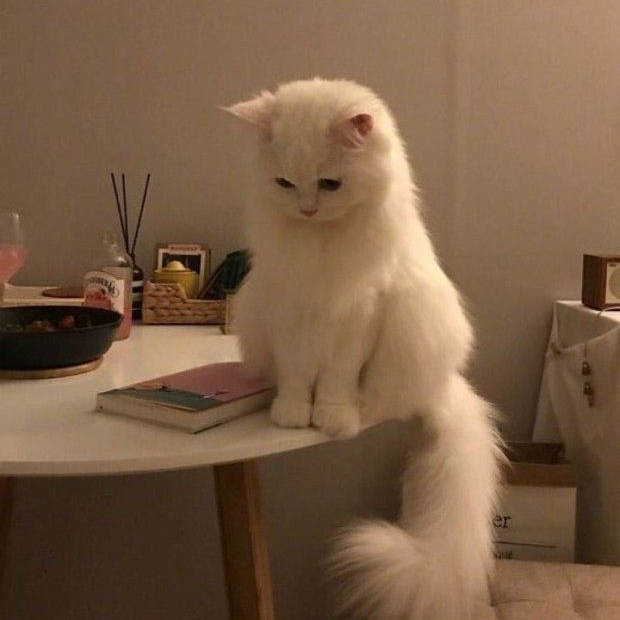 오비스트랑 일본!!? (여우있음) 대표 이미지