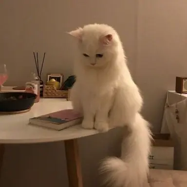 Profile image of 오비스트랑여우