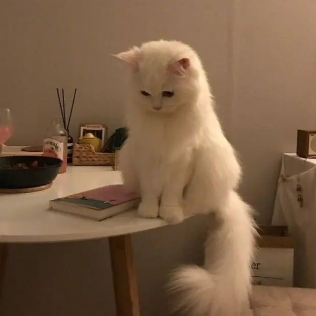 bhy0809의 오비스트랑 일본!!? (여우있음)