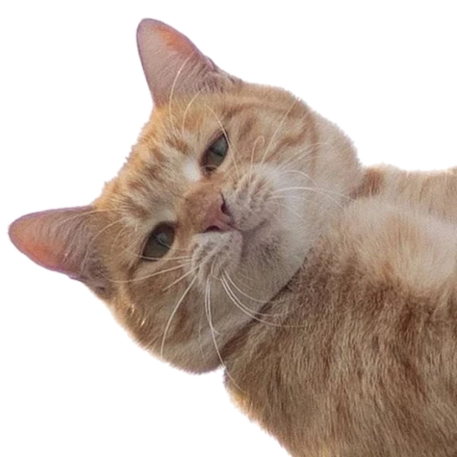 나물이