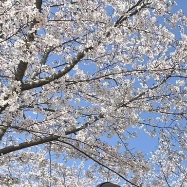 Profile image of 高井良　華蓮