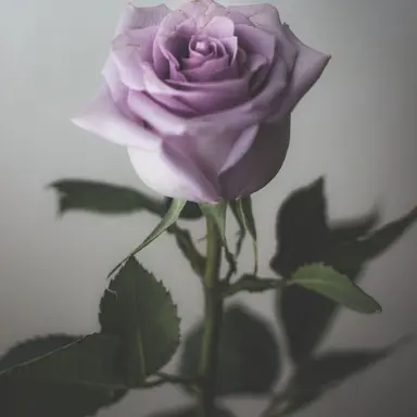 Profile image of 황수현