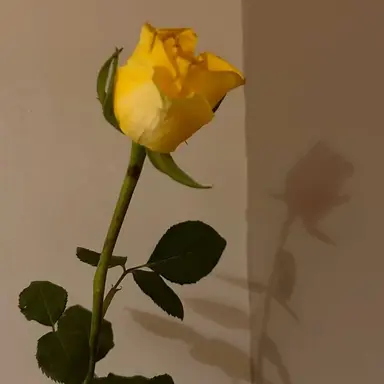 Profile image of 김각별