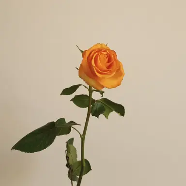 Profile image of 박덕개