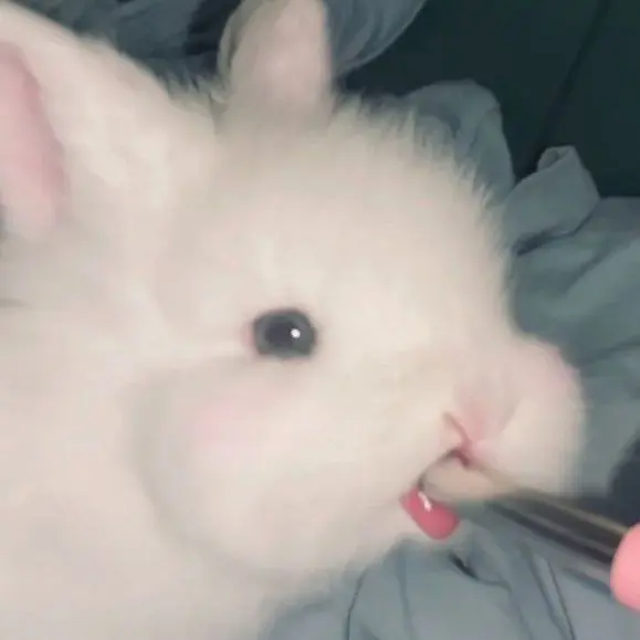 LateBooth2159의 うさぎと渡海