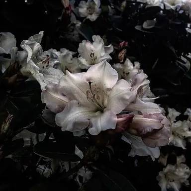 Profile image of 츠기쿠니 요리이치