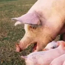 Profile image of 돼석