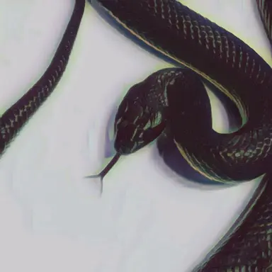 Profile image of 현의