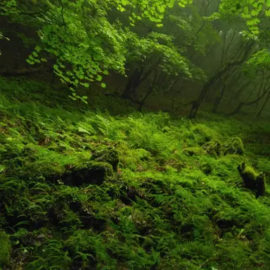 Profile image of 紫