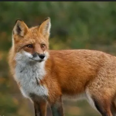 Profile image of 여우