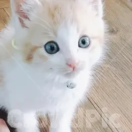 CrispPlume5606의 고양이