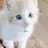 고양이