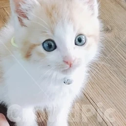 고양이
