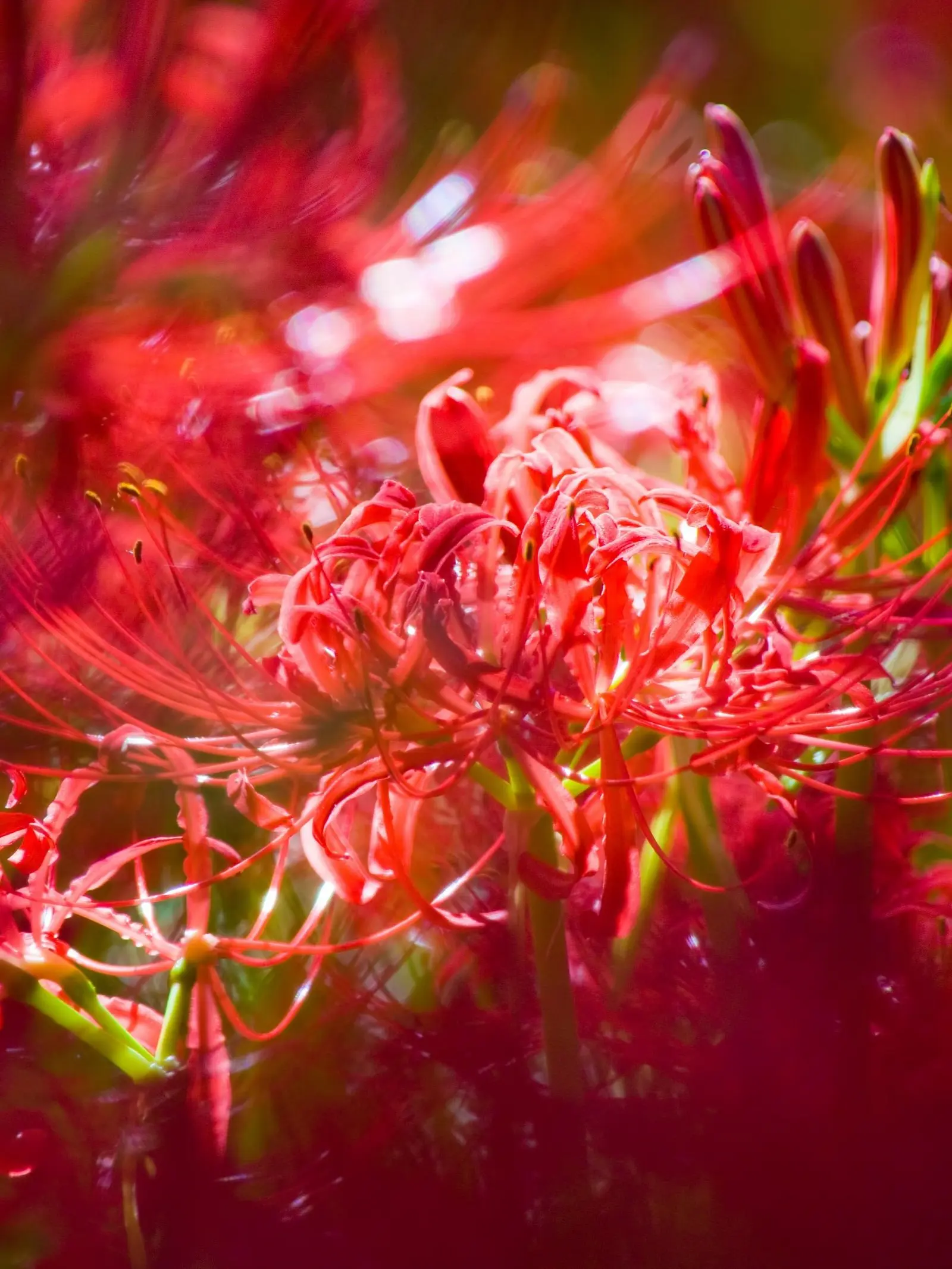 Kemuri_777_의 あんな奴な俺