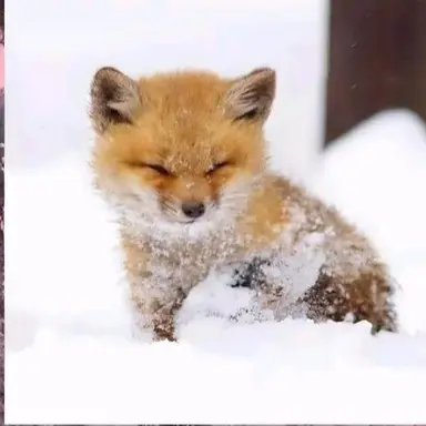 Profile image of 여우