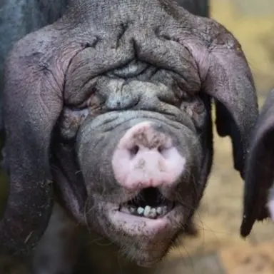 Profile image of 권 늑대